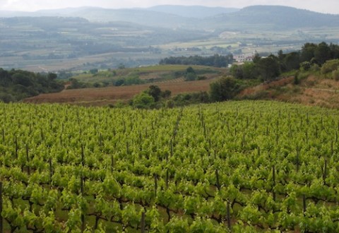Paisaje del Alt Penedès Paisaje del Alt Penedès