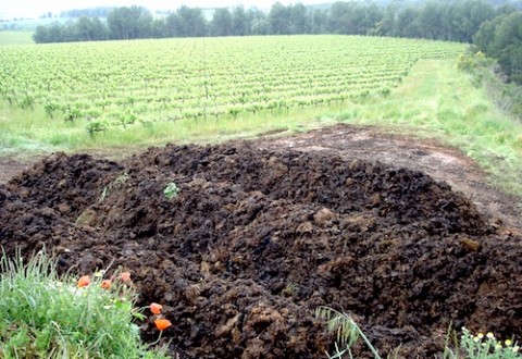 DSC06196 copia Compost en viñas de Recaredo