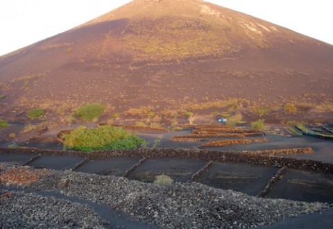 Viñedos entre volcanes Lanzarote, viñedos entre volcanes