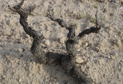 Cepa de rioja cepa de rioja