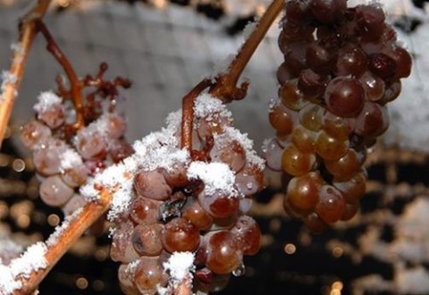 Uvas congeladas para elaborar vino de hielo Uvas congeladas para elaborar vino de hielo