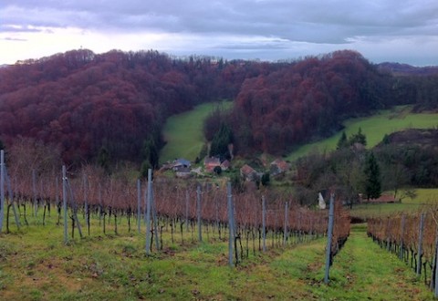 Viñedos en Moslavina Viñedos en Moslavina foto-por-cristina-alcala